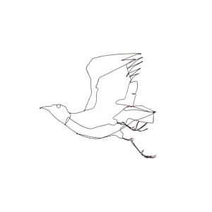 Individual Starling #3