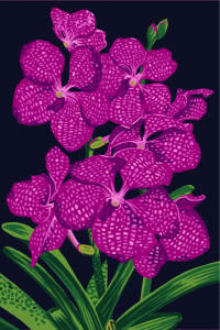 Vanda Orchid (Pink)