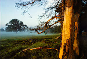 Horse Pasture, Fisher Ferry Road, Warren County, Mississippi, 1976
