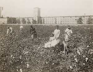 Unknown title (photo of cotton harvesting)
