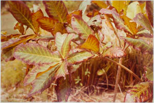 Untitled, from Jamaica Botanical Series