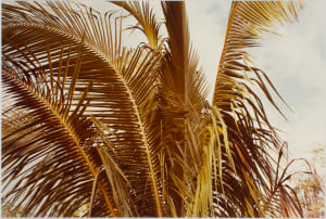 Untitled, from Jamaica Botanical Series