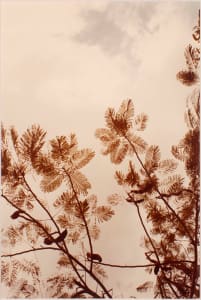 Untitled, from Jamaica Botanical Series