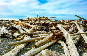 Driftwood Pile at Ruby Beach Afternoon