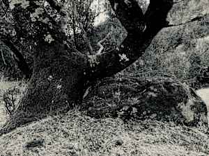 tree, rock, lichen, September 26, 2024