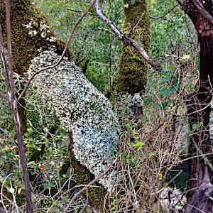 Phoenix Lake lichen and moss, December 26, 2017