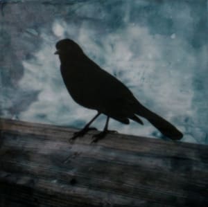 Charleston Bird