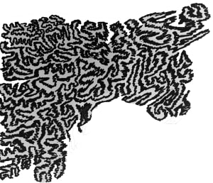 Ox