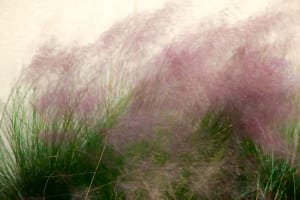Summer Breeze