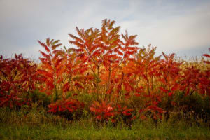 Autumn Sumac