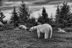 Polar Bear