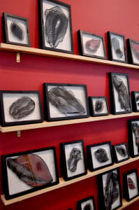 Erotica/Aquatica: Specimens