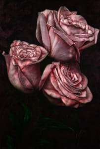 Pink Trinity Roses