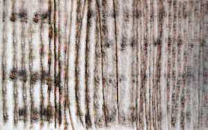 Untitled (White)