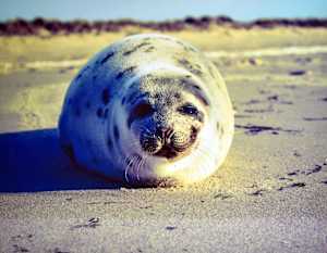 Basking Out