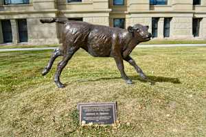 Calf