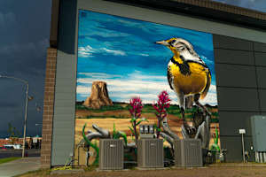 Meadowlark