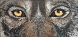 Rockwood Wolf 6