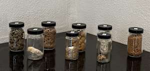 Samples of Wild Clay & Minerals