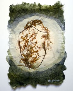 Sea of Secret Colors #16: Gulfweed (Sargassum Filipendula)