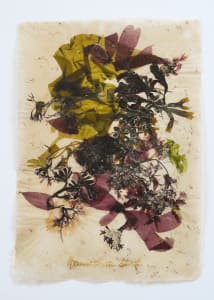 Rhode Island Herbarium: Moonstone Beach #3