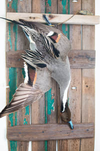 Pintail Dead Mount