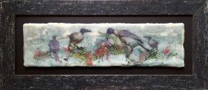 Noisy Friar Birds 12