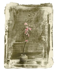 Quince Blossom In Snow 2/35
