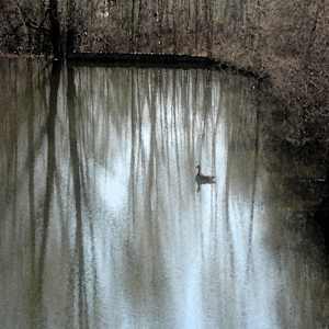 A Single Duck