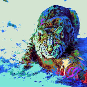 Big Cat
