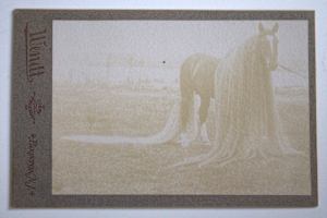 Horse with Long Mane