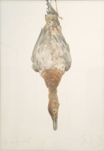 Female Canvasback I