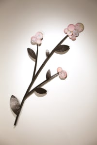 Cherry Blossoms