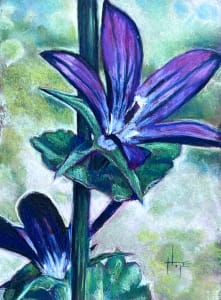 Venus' Looking-Glass study