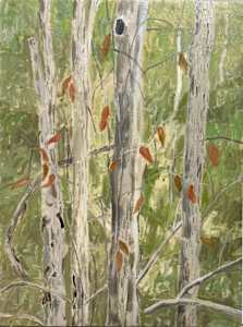 Bushland Screen