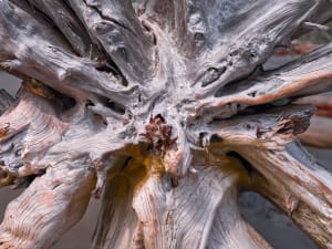 Uprooted 6/100
