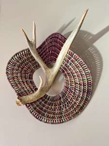 Shed by the Shoreline--Naturally Shed Whitetail Deer Antler #204/61