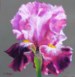 Majestic Magenta Iris