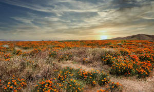 California Poppy Fields
