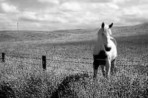 The Paint Horse