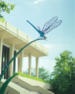 Dragon Fly