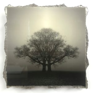 Symmetree As One