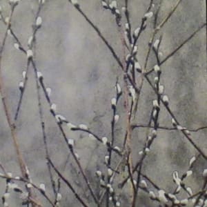 Spring Willows