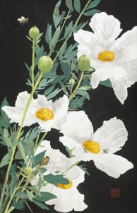 Matilija Poppy and Bumble Bees