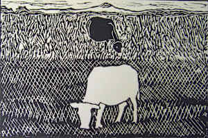 White Cow/Black Cow