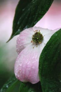 Dogwood Blossom after the Rain