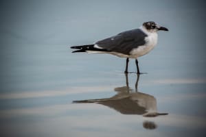 Seagull Reflection - Daytona Beach, Florida