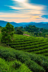 Tea Plantation 2 - Thailand