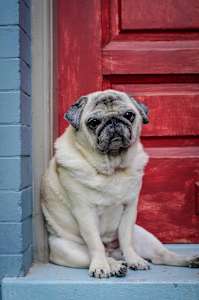Pug + Door - Washington DC