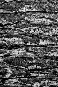 Natural Order_2